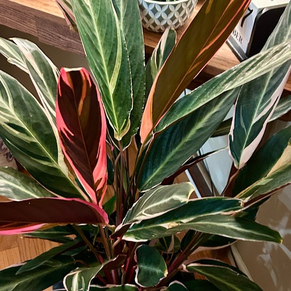 Meet Your Seller! - Picture 5 of 6